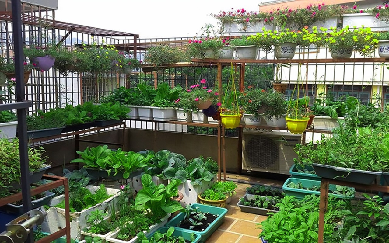 5 giải pháp chống nóng sân thượng hiệu quả 2 Giải pháp chống nóng sân thượng - Trồng cây xanh